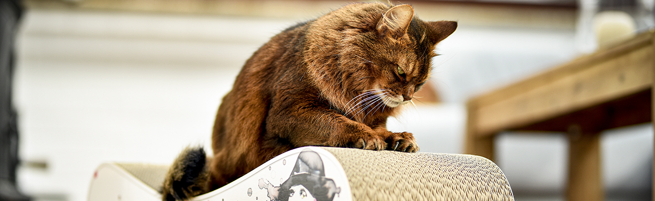 Krallenschärfen auf dem langlebigen Kratzmöbel LE VER für Katzen