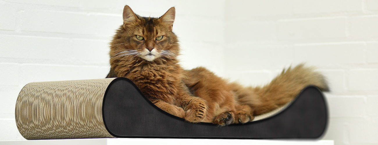 Krallenschärfen auf dem langlebigen Kratzmöbel LE DIVAN für Katzen