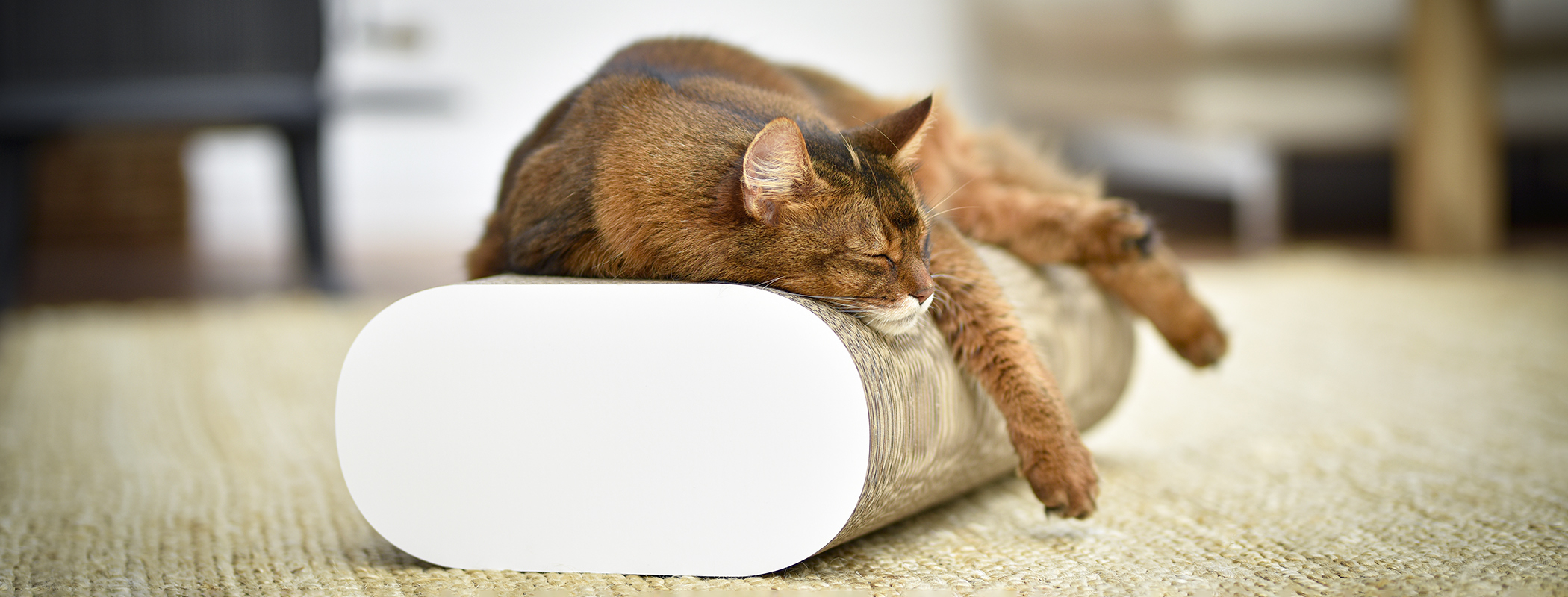 LA BANQUETTE Kratzbrett für Katzen, weiß, gestrichen (000x)