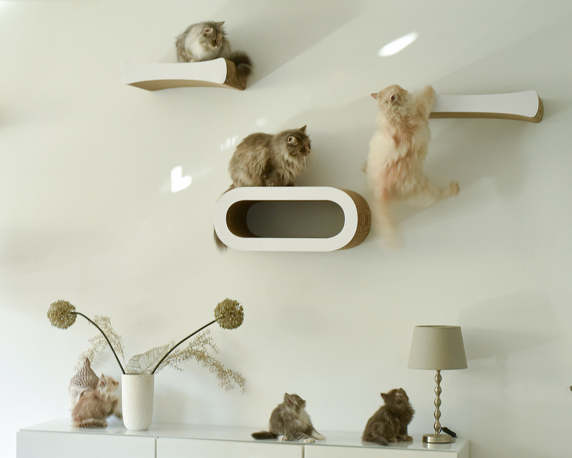 LE PLATEAU L cat shelf