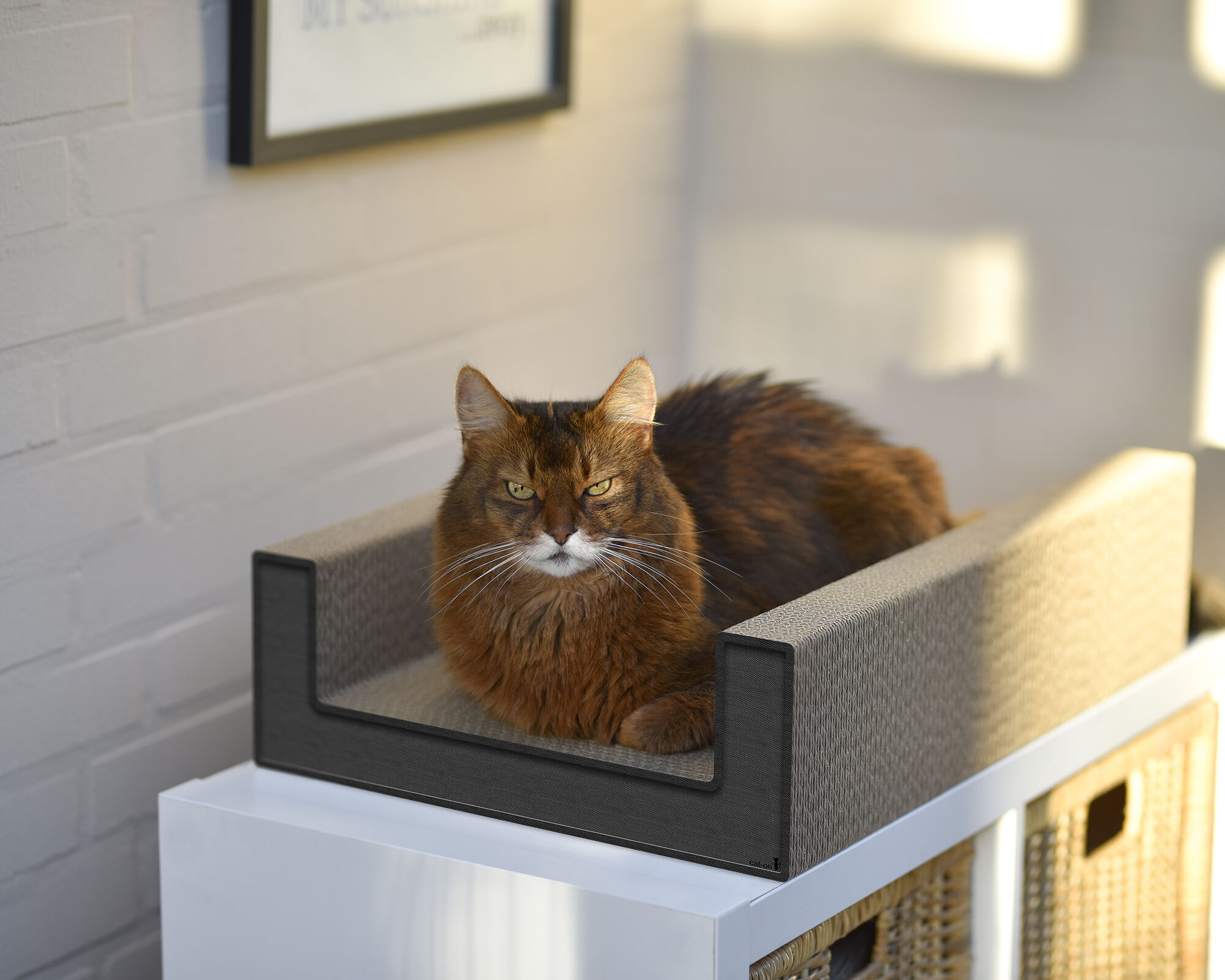 Purrfect Scratch Lounge Cat Box