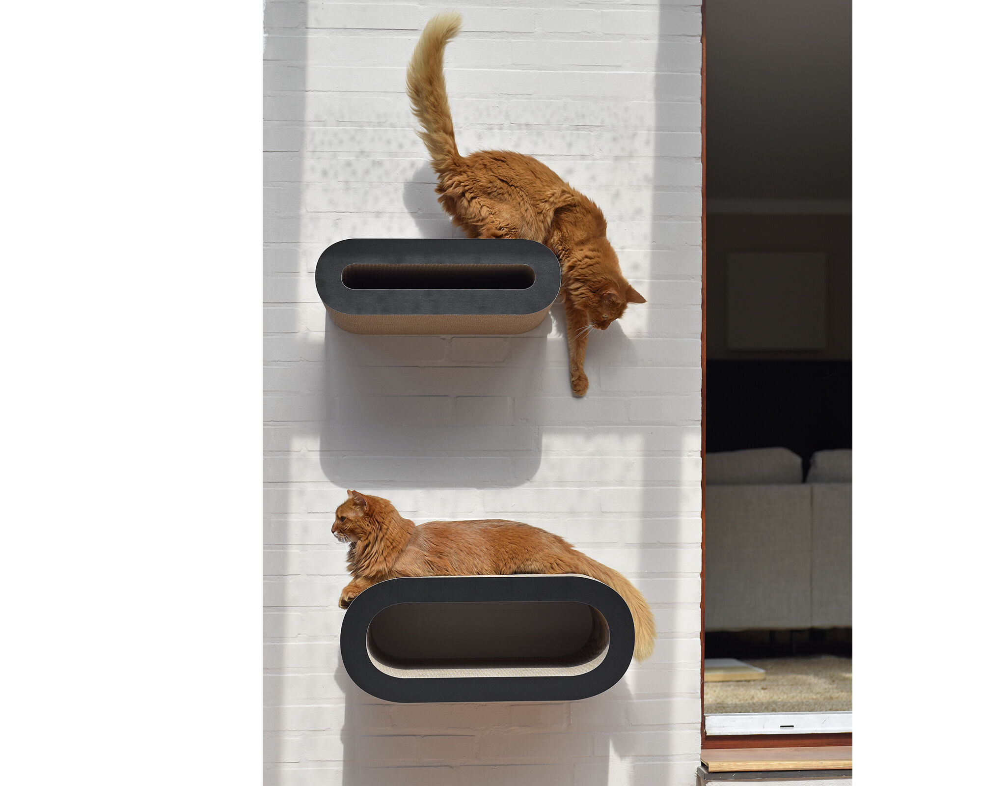 SET 2IN1design cat shelves