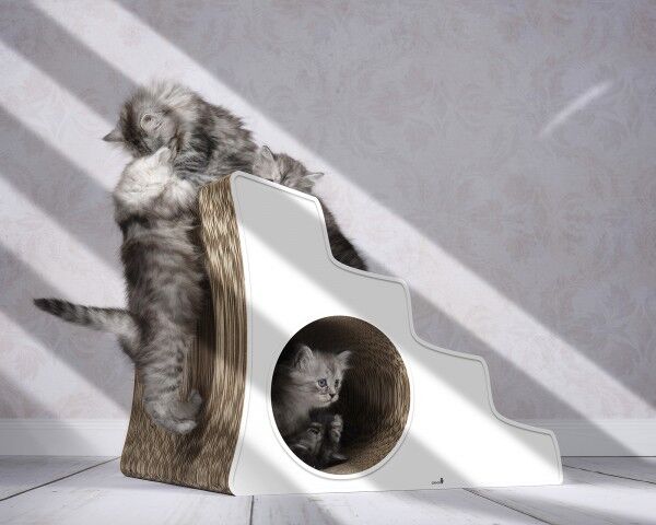 cat stairs Lescalier