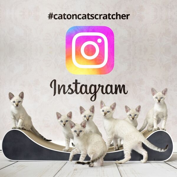 instagram-catoncatscratcher
